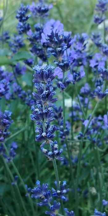 Лаванда насіння 5 сортів Sineva, біла, Hidcote, Rosea семена