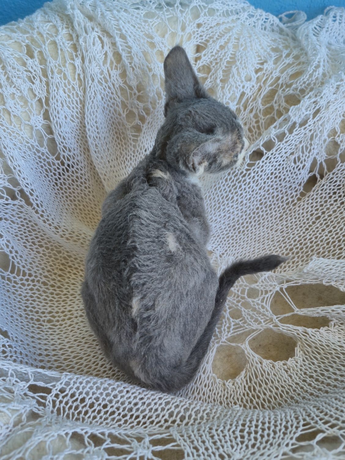 Koteczka Devon Rex FPL