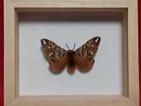 Motyl w ramce 12 x 10 cm . Endromis versicolora .