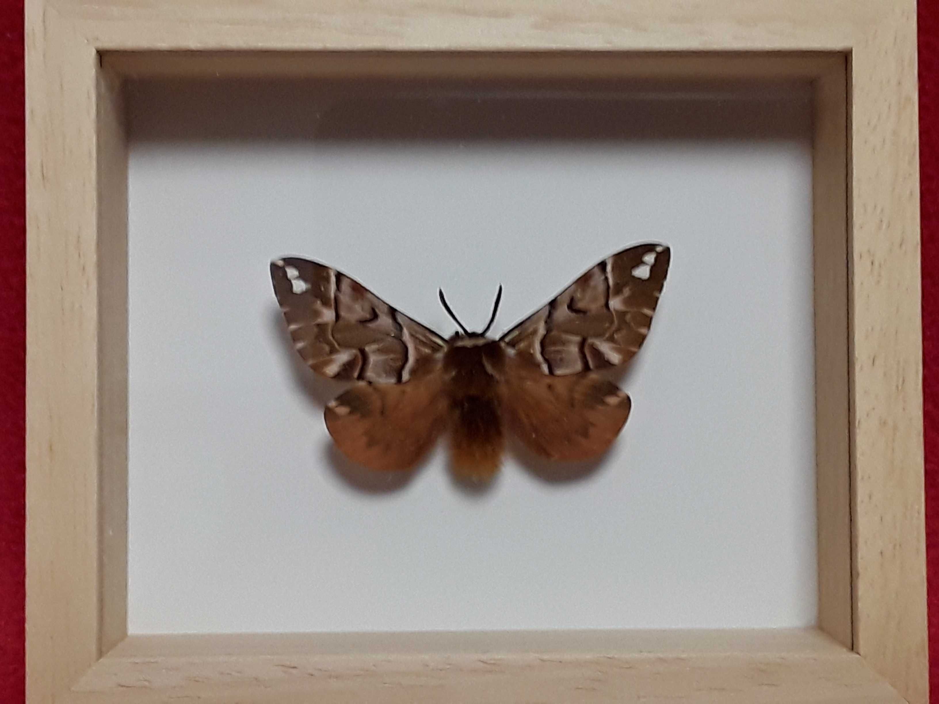Motyl w ramce 12 x 10 cm . Endromis versicolora .