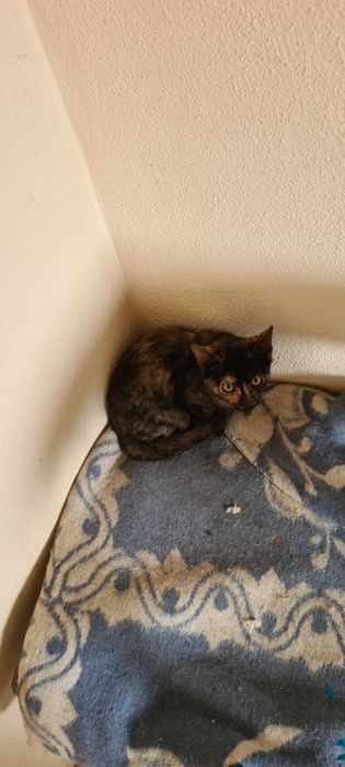 Gatinha 2meses tartaruga