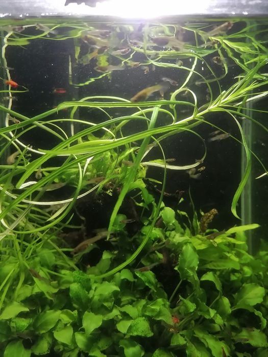 Narybek gupika różna wielkość do 2 cm