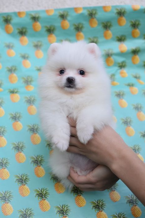 Мила зайкп помочка