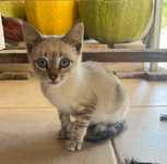 Gatos para adoção