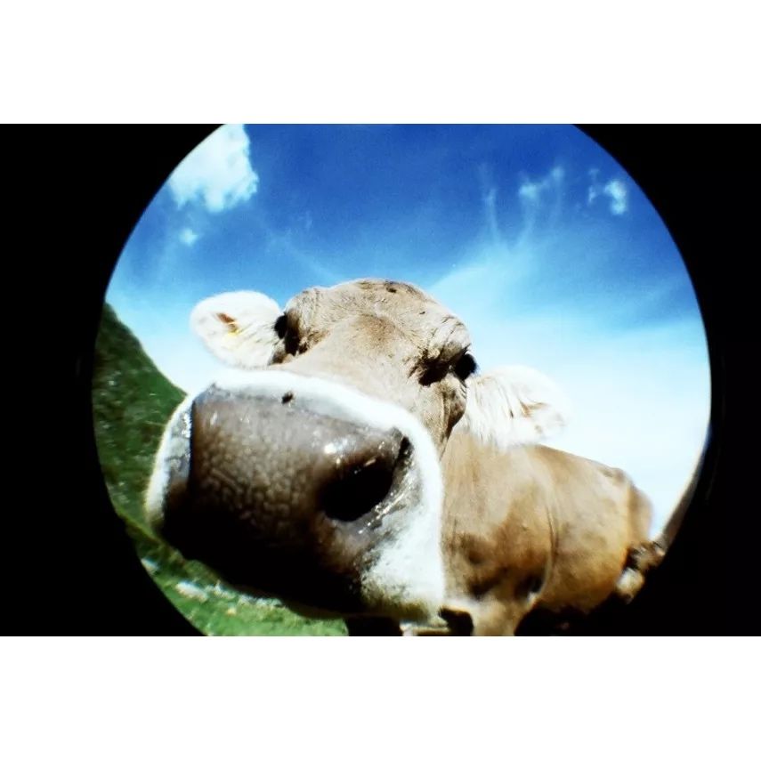 Lomography - Fisheye Maquina analogica 35mm