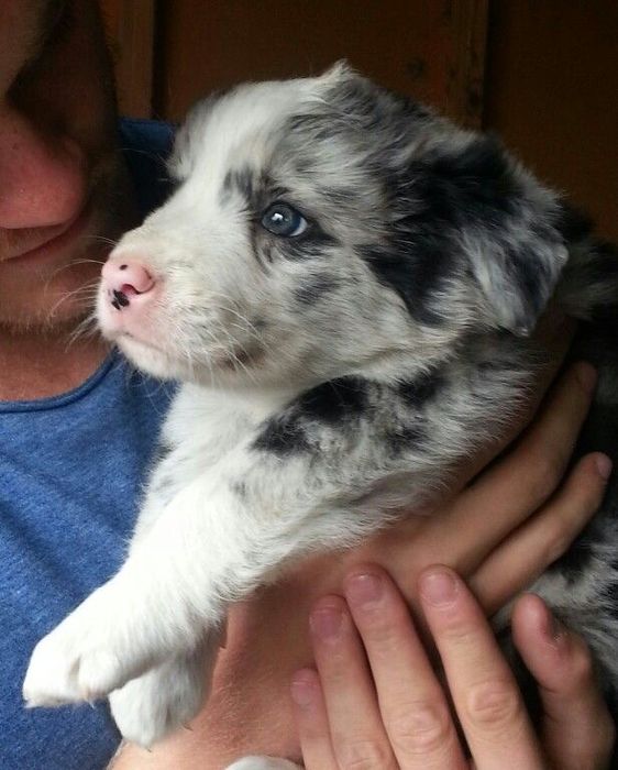 Border Collie - Blue Merle - Piesek - Do Rezerwacji