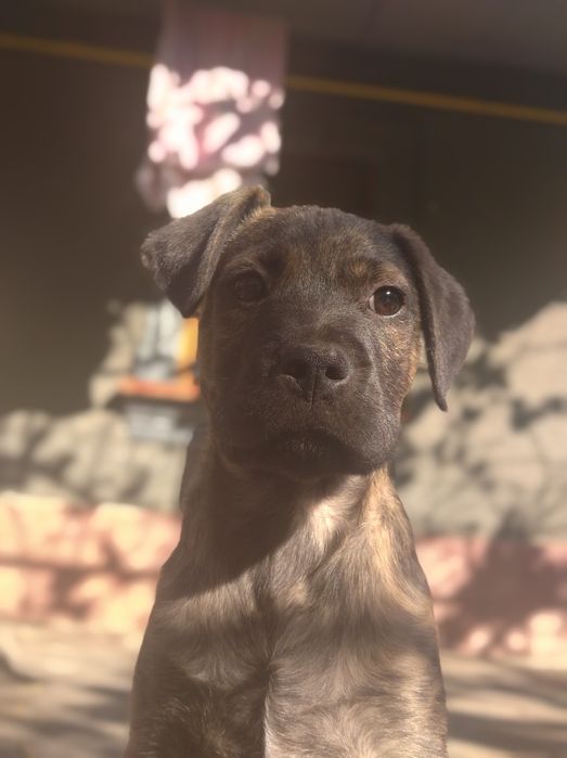 Кана Корса +Стаф щенок