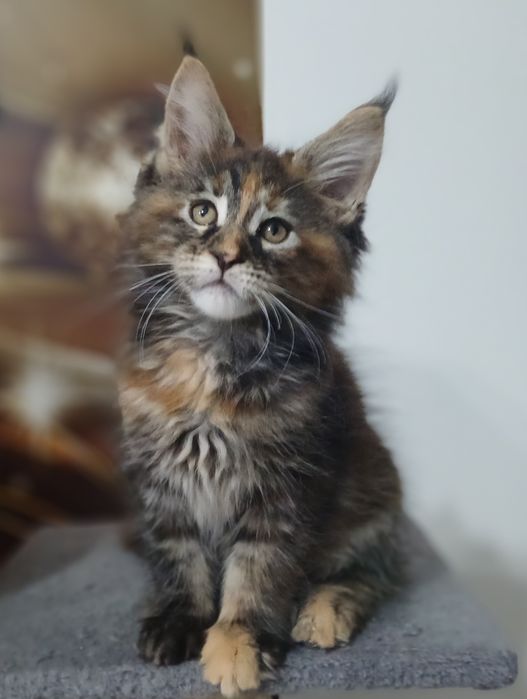 Maine Coon kotka  f22  rodowód fpl
