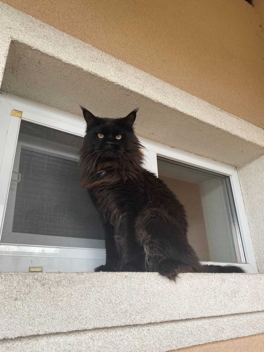 Черный мейн-кун вязка, с документами