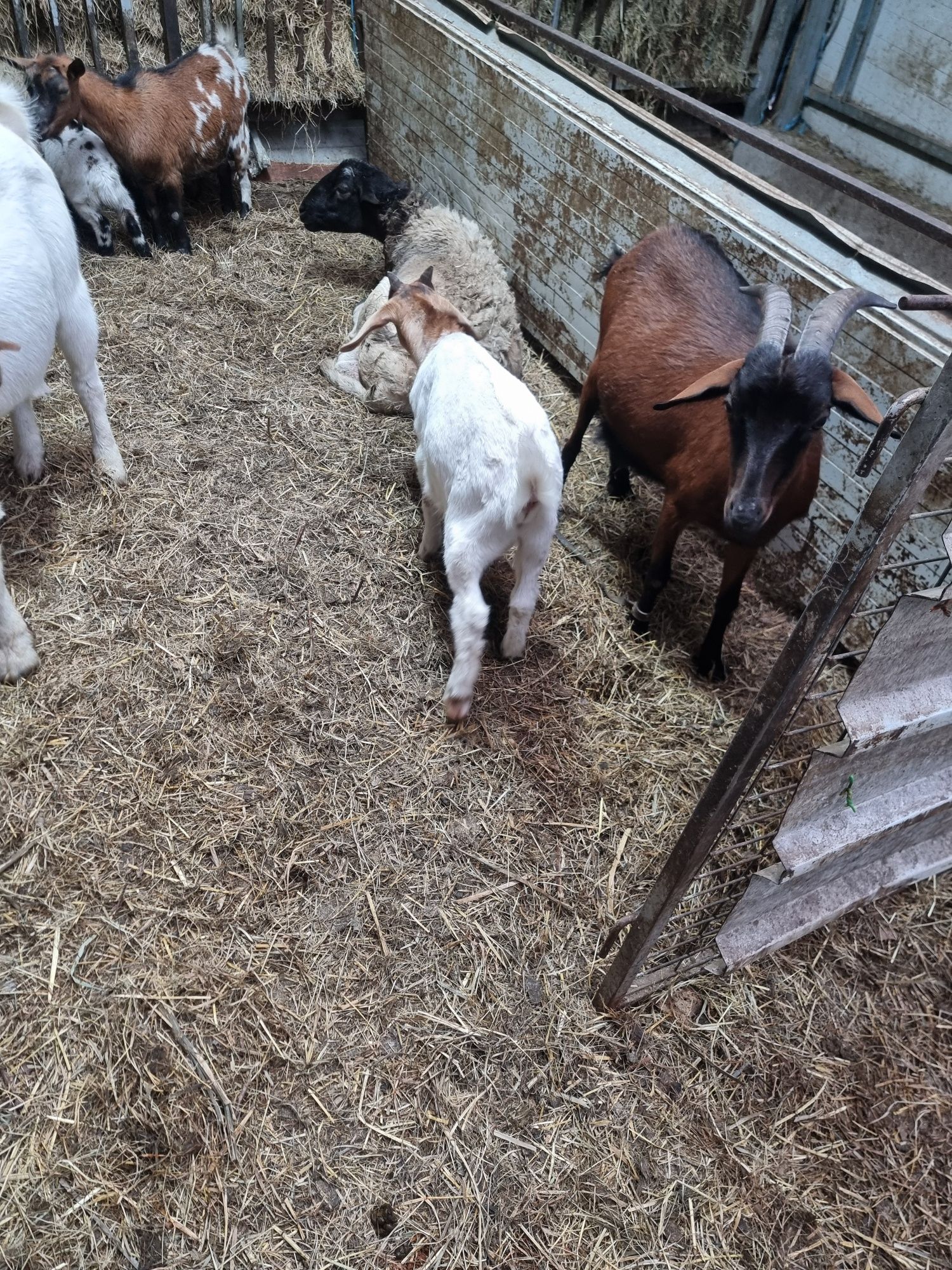 Vendo cabrito raça  Boer