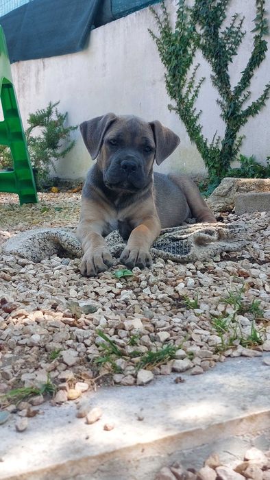Cane corso Italiano fêmea