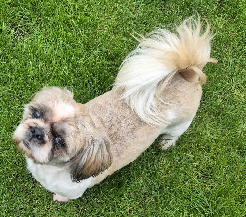 Piesek Shih-Tzu 5-letni z metryką FCI