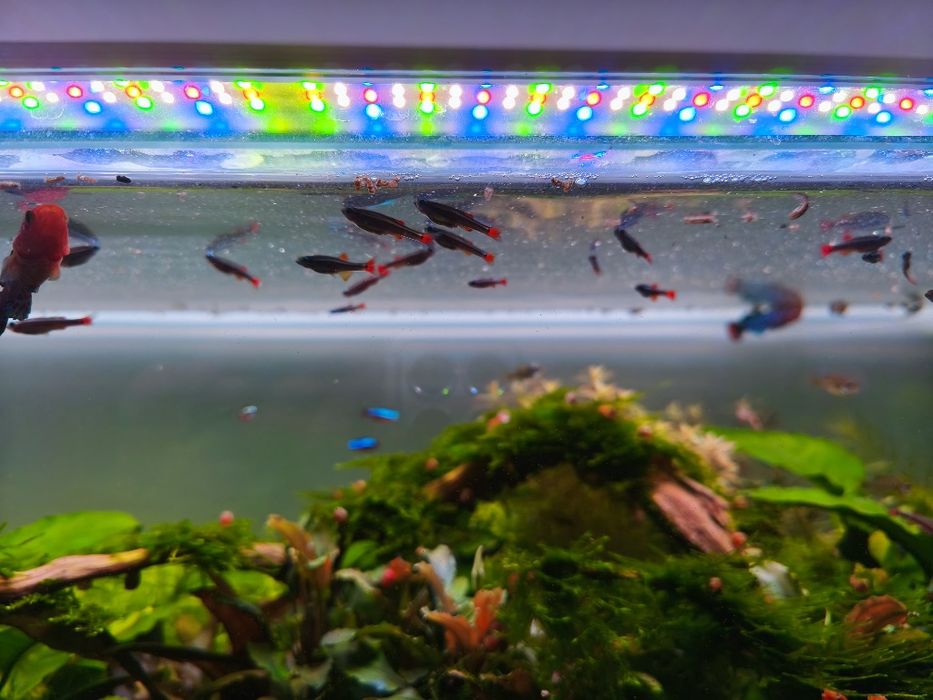 Cardumes de néons chineses e guppys