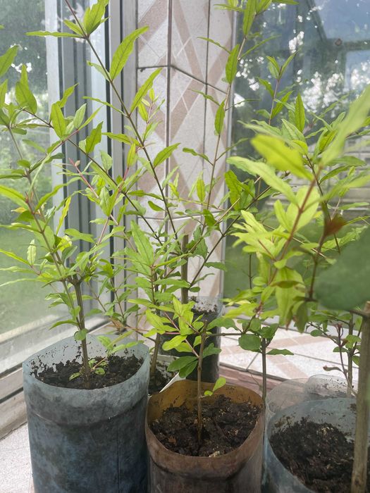 гранат азиатский саженец