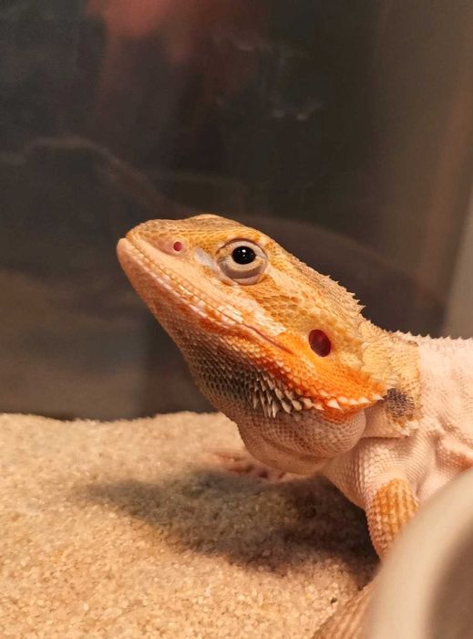 Piękna agama brodata