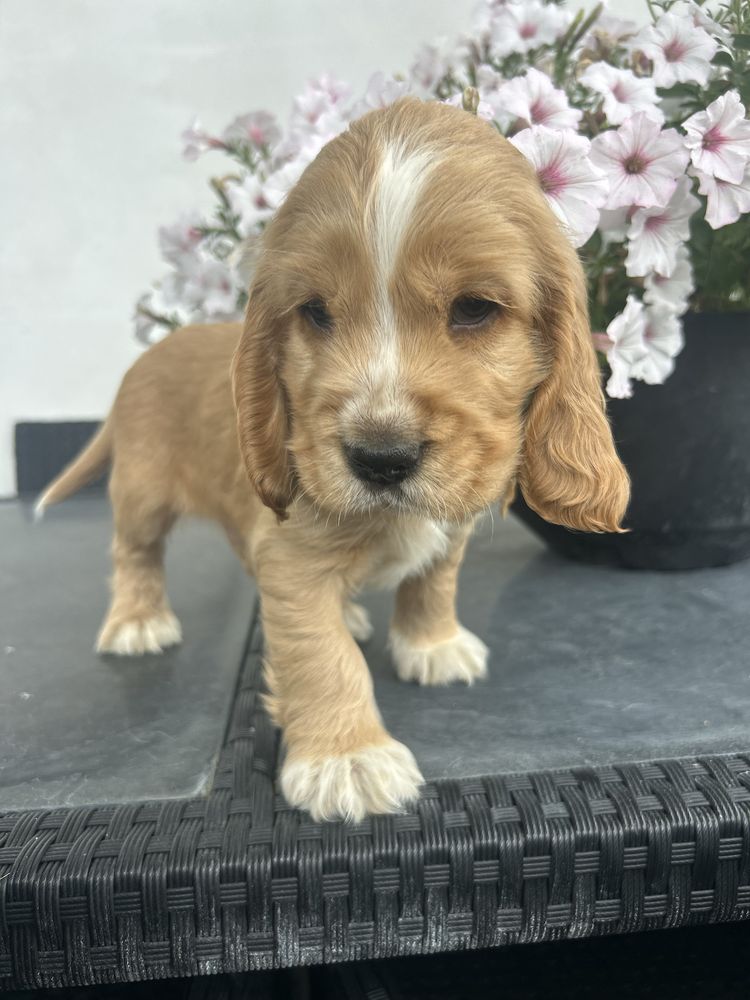 Cocker spaniel angielski