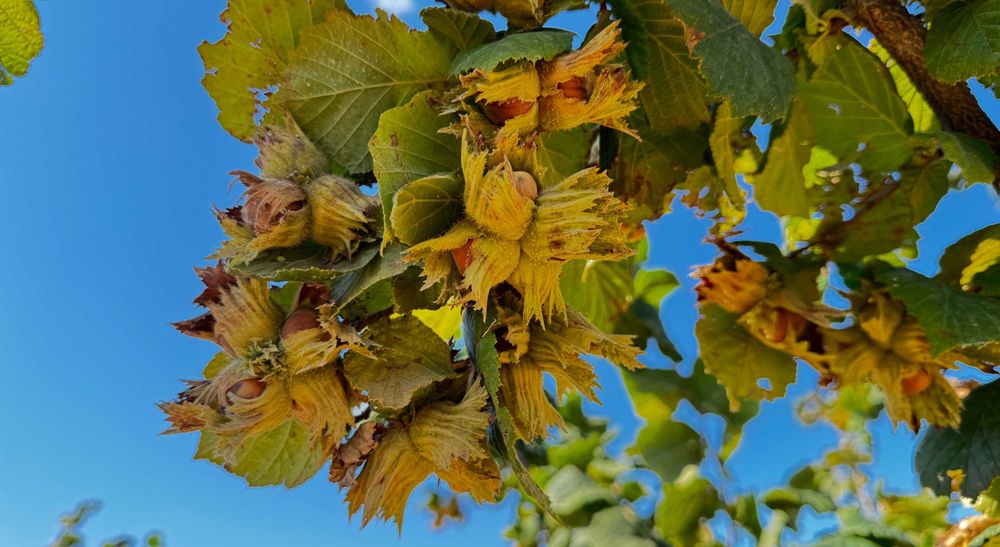 Фундук в шкаралупі
