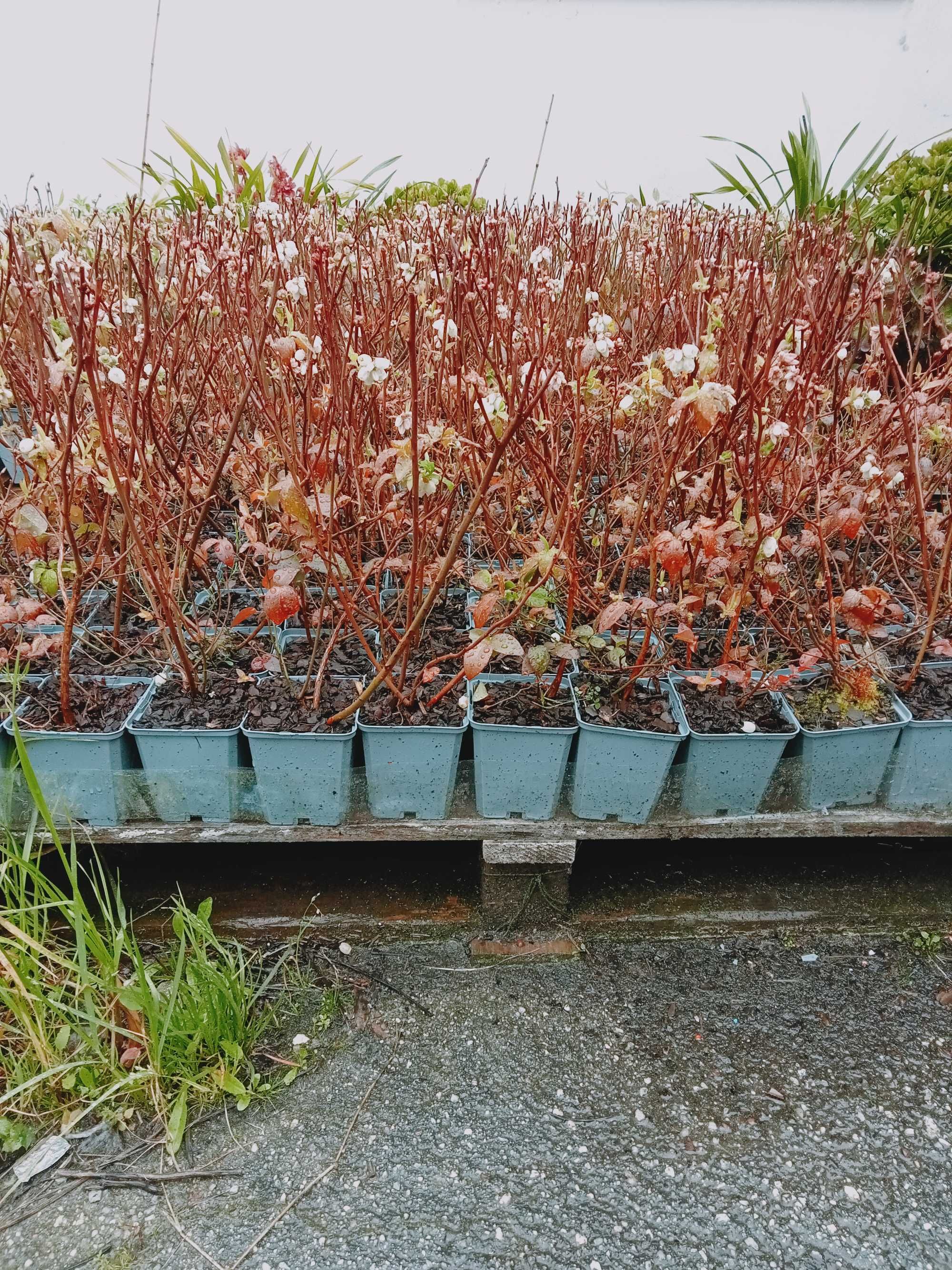 Plantas de Mirtilo