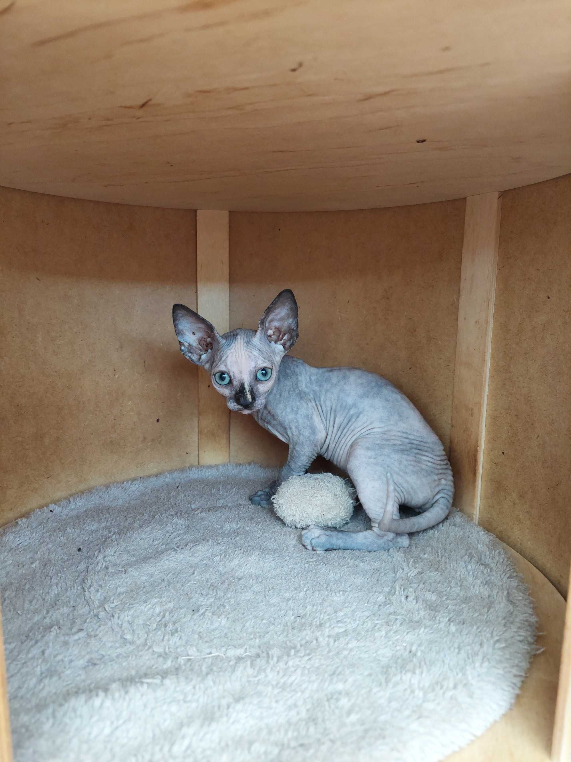 Gatinha   Sphynx
