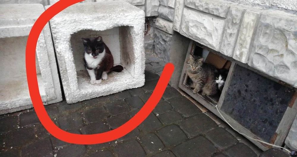 Dwa uratowane koty błagają o dom