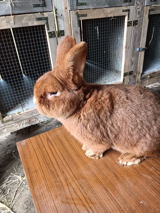 Króliki tuszki Nowozelandzkie czerwone