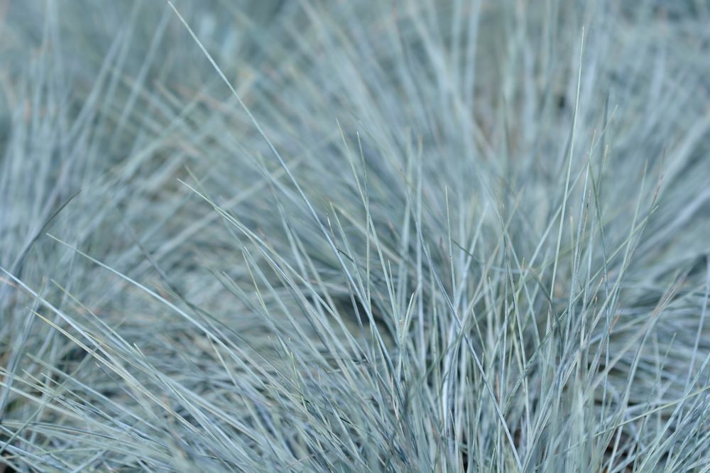 Kostrzewa sina 'Intense Blue' NIEBIESKA trawa (Festuca glauca) 2L