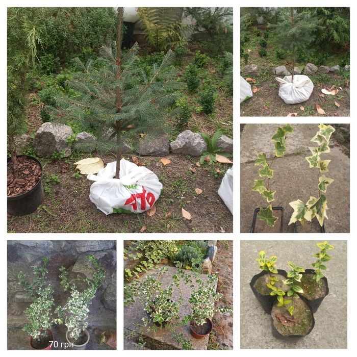 Ялина Європейська/Модрина Європейська