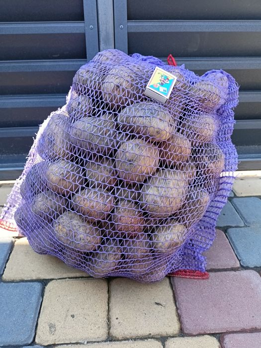 Домашня картопля, м-р Ружична