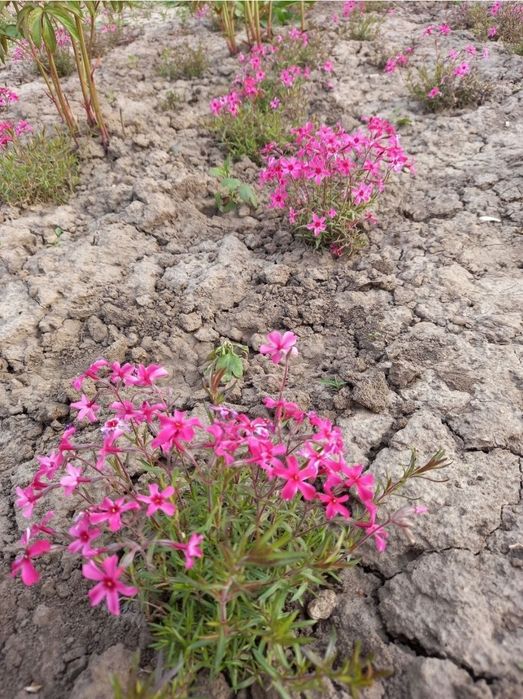 Флокс шиловидний почвокровельний