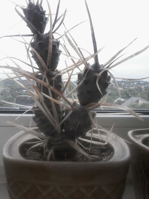 Кактуси рідкісні та різні