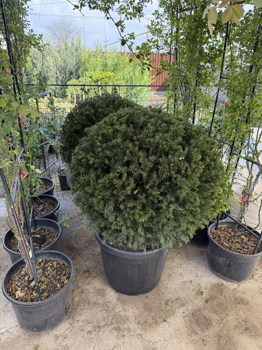 Продам тисы стриженые и для изгороди
