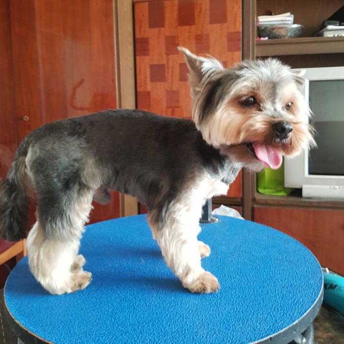 Стрижка грумінг собак в Києві  профессійно