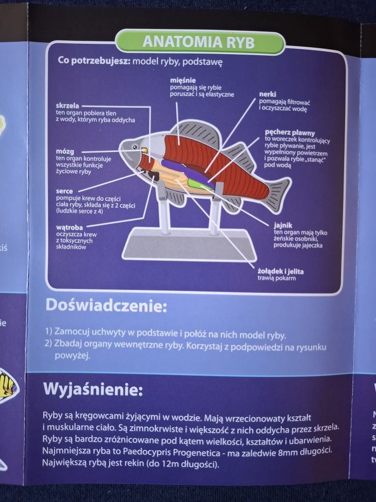 8 ciekawych doświadczeń odkrywających oceaniczne tajemice!