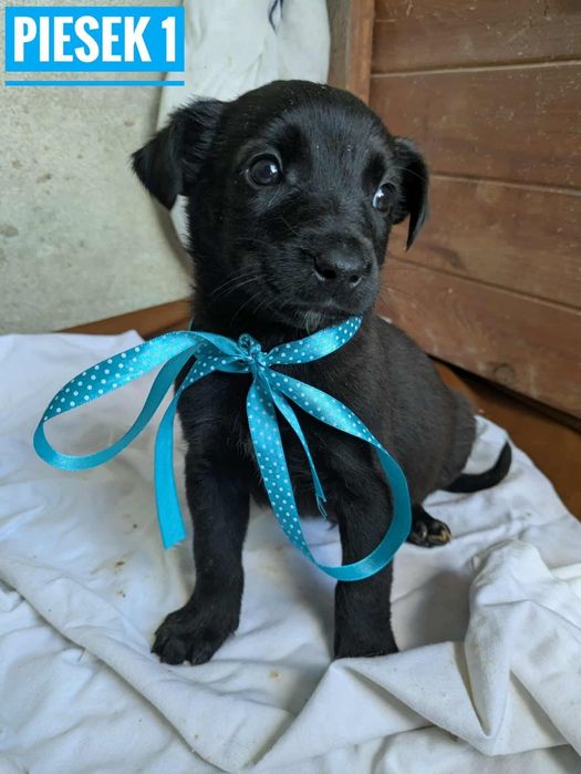 Szczeniak piesek Wrocław