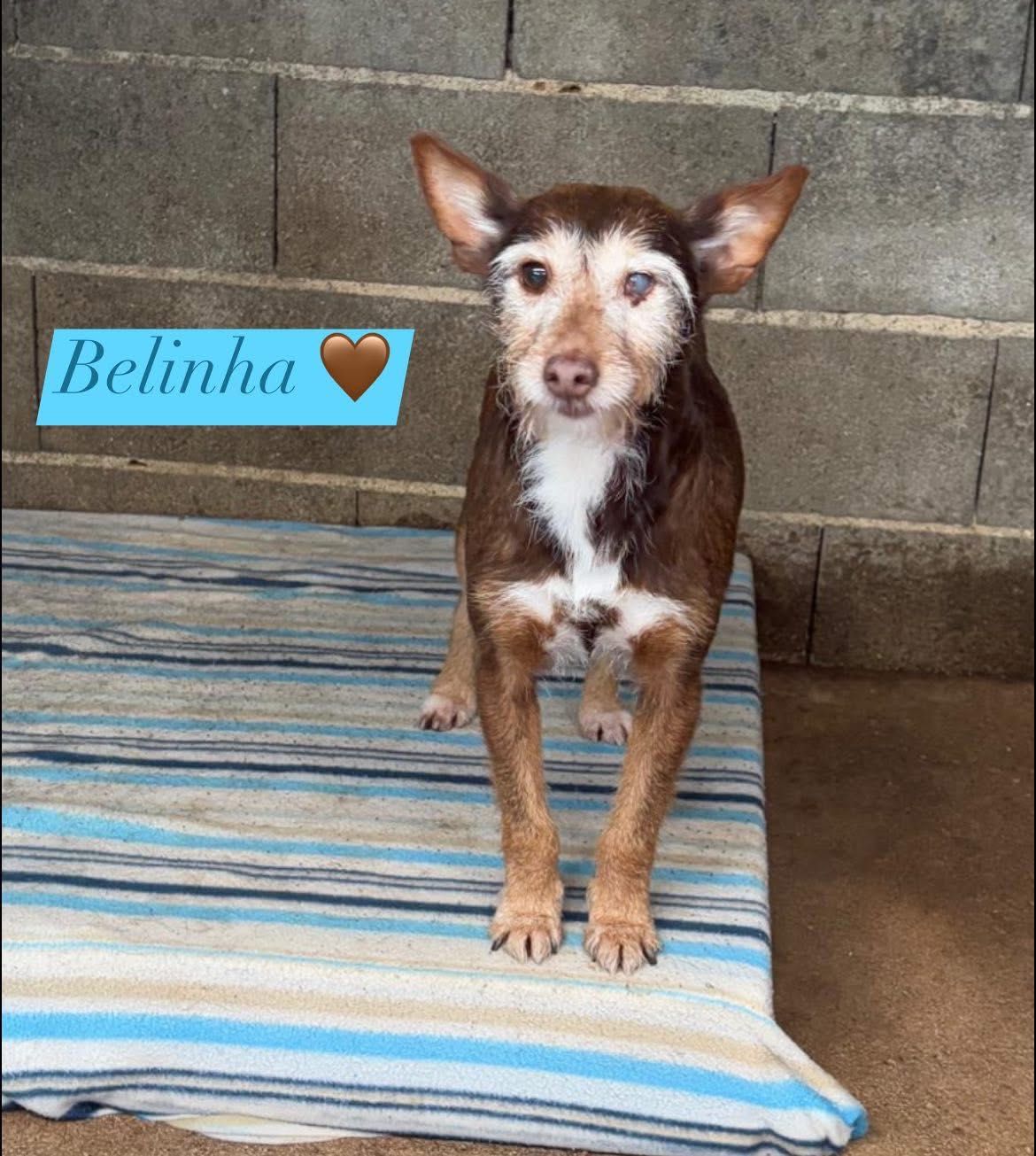 Cadela porte pequeno para adoção responsável