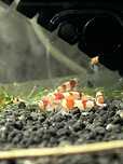 Krewetki cardina crystal red