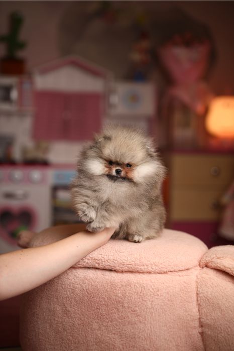 EXCLUSIVE хлопчик померанський шпіц в мікро розмірі, документи КСУ