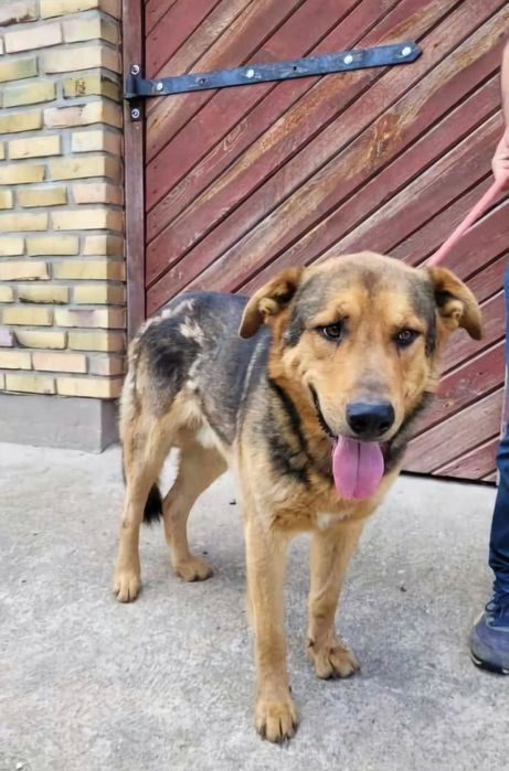 30 kg psiej miłości