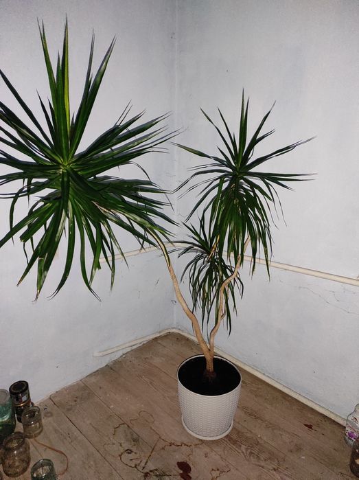 Пальма для інтер'єру