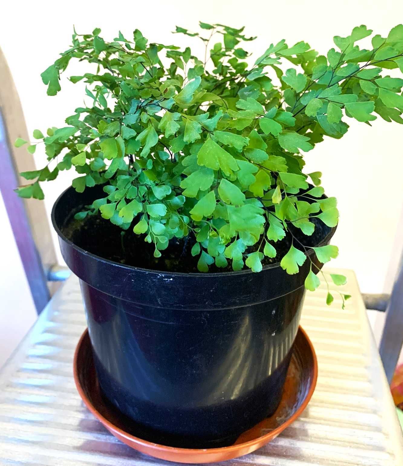 Папоротник Венерин волос, Адиантум, Adiantum