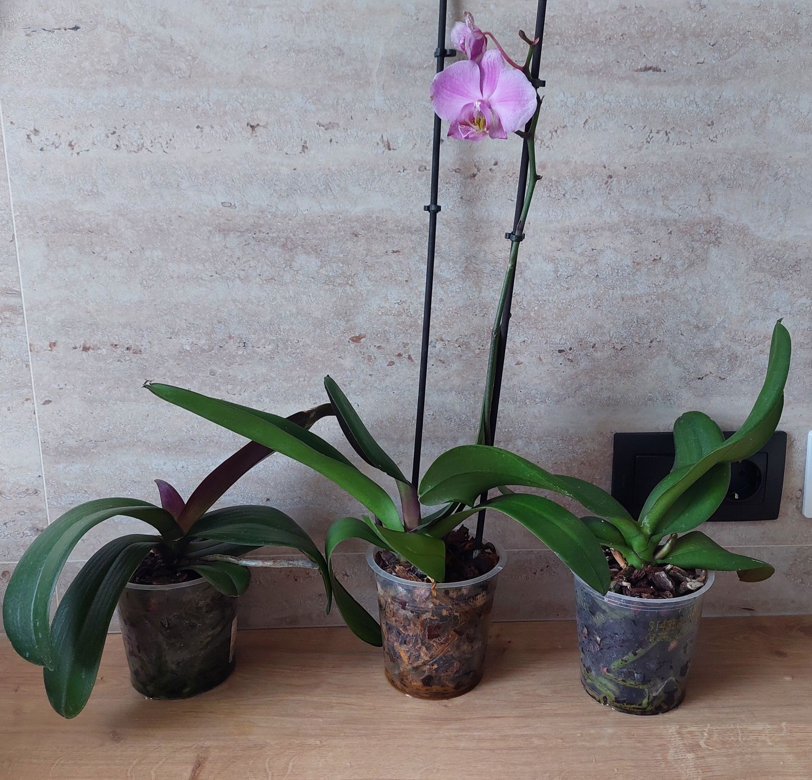 Орхідея фаленопсис вазон