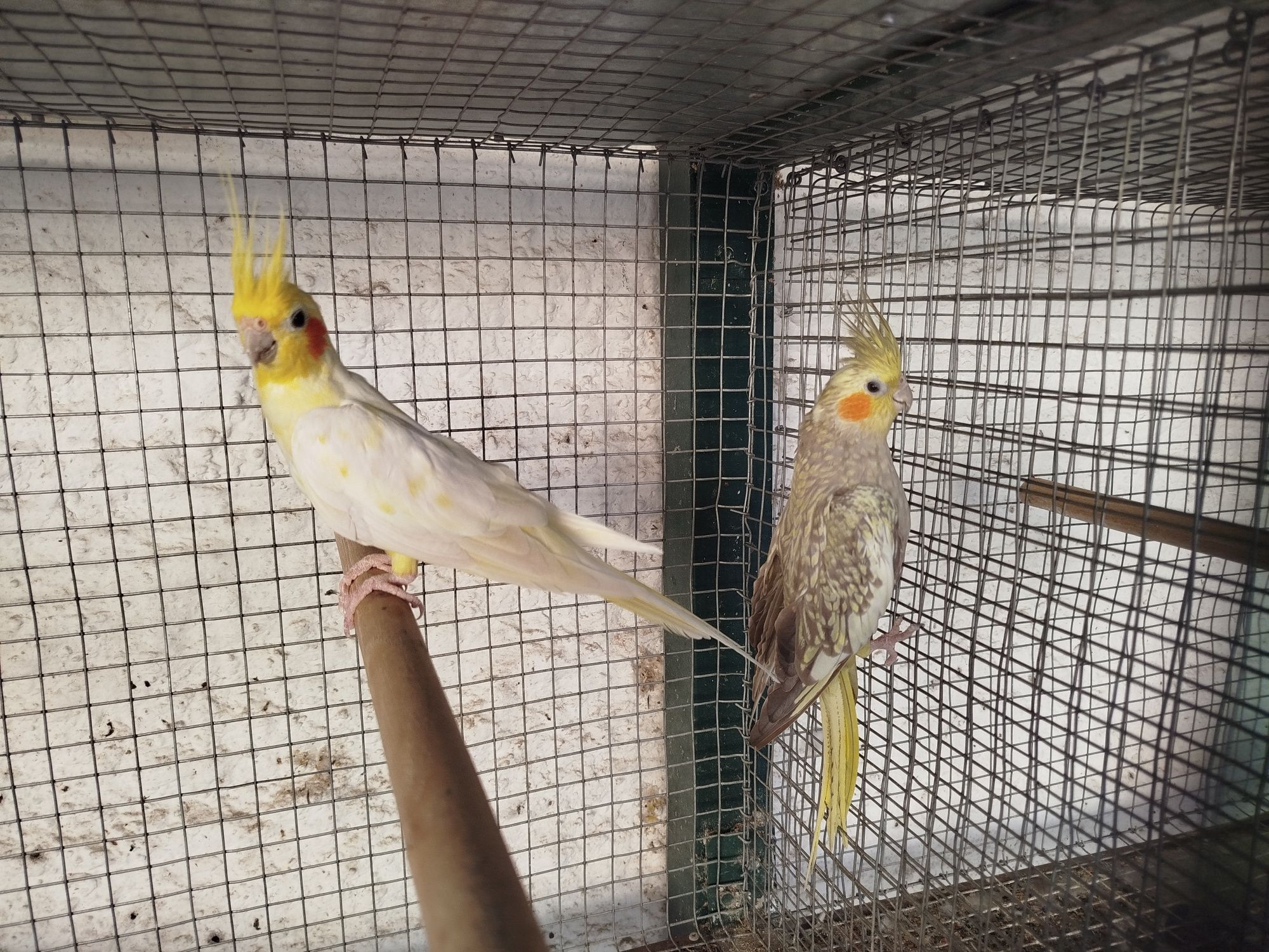 Casal caturras (não vendo separado)