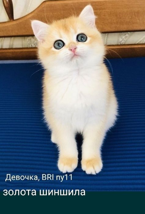 Золоті шиншили. Кошенята/ Купити в Київі в Україні на