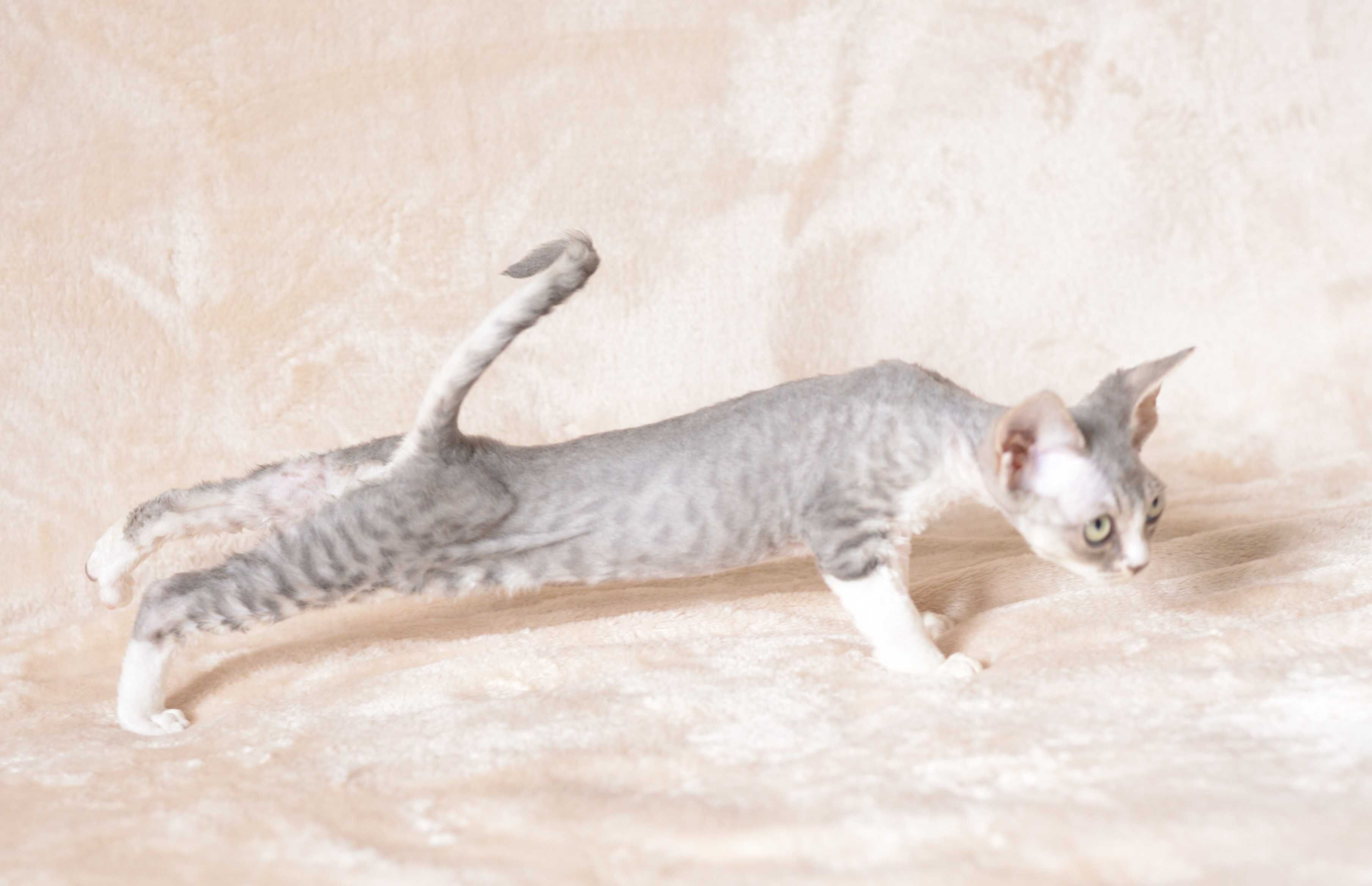 Dziewczynka Devon Rex niebieska z bielą