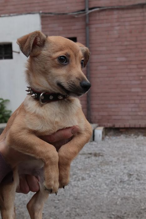 Отдам щенка метиса мальчика в хорошие руки