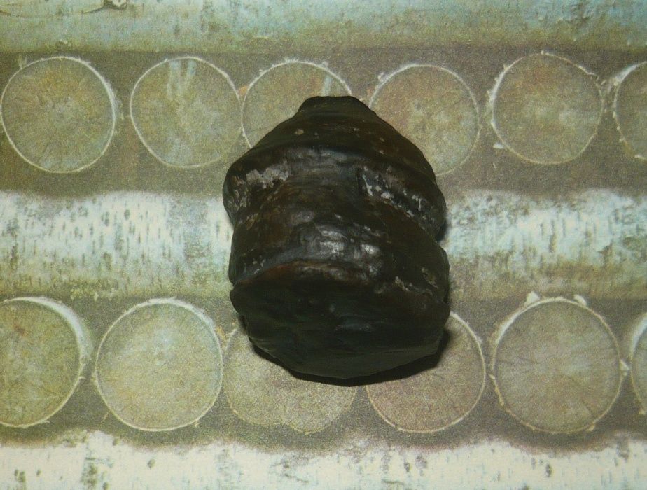 Аммонит (морская окаменелость)