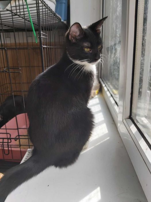 Ok. 1,5 roczna Bella czeka na kochający dom