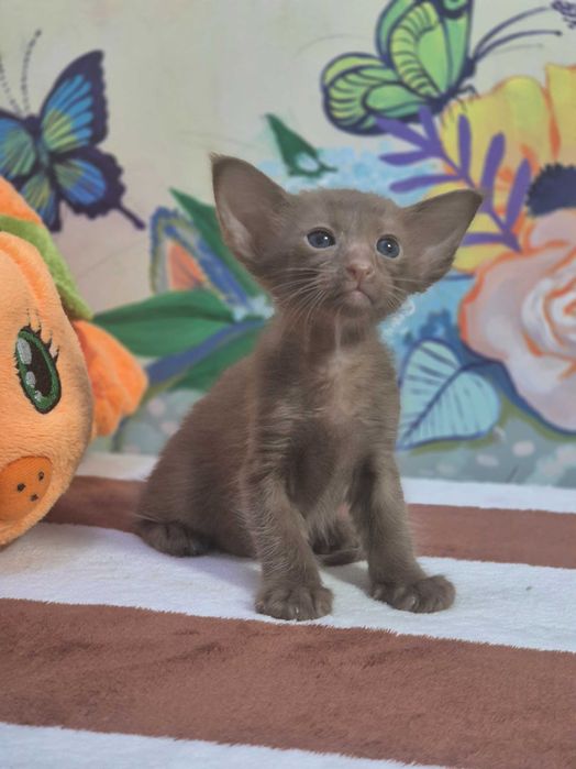 Орієнтал, цинамон, шикарний хлопчик