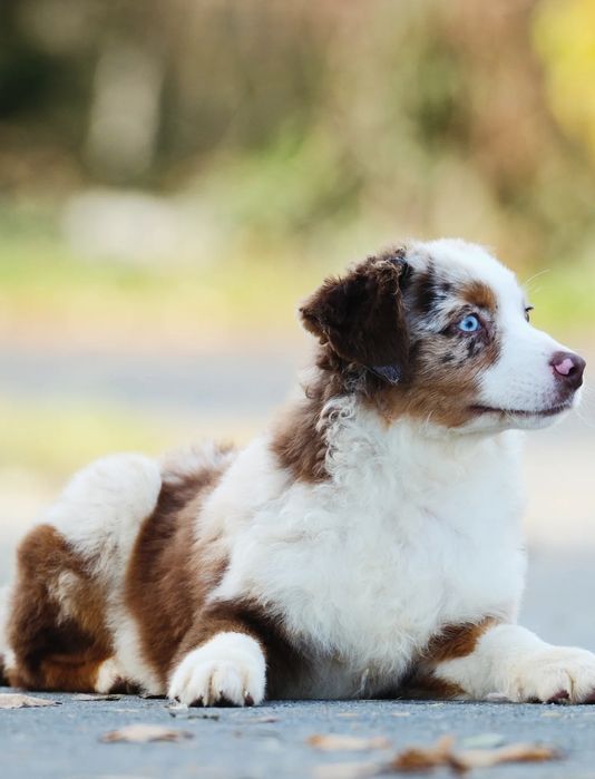 Piesek miniaturowy owczarek amerykański ZKwP/FCI