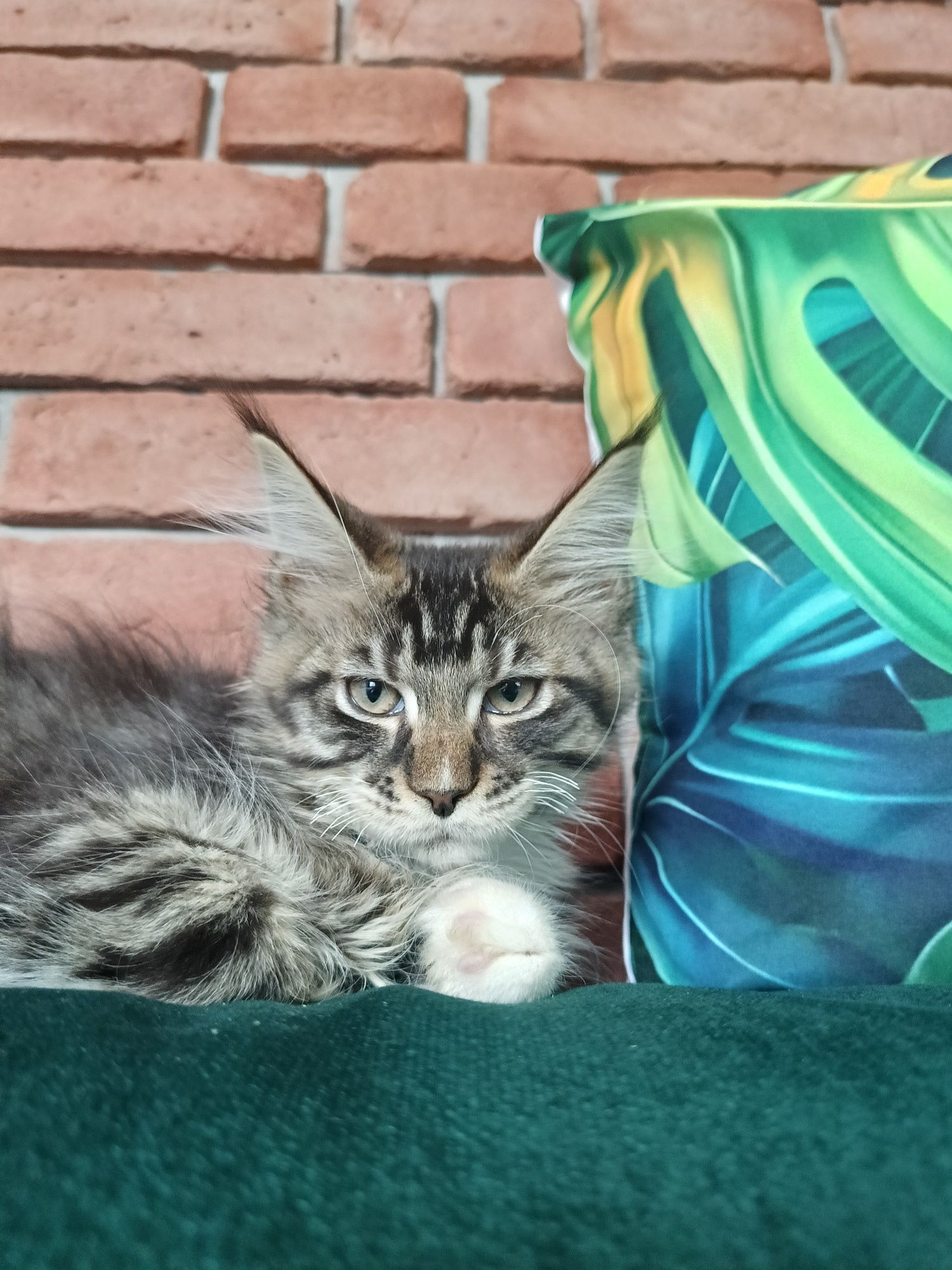 Cudowny kocurek Maine Coon